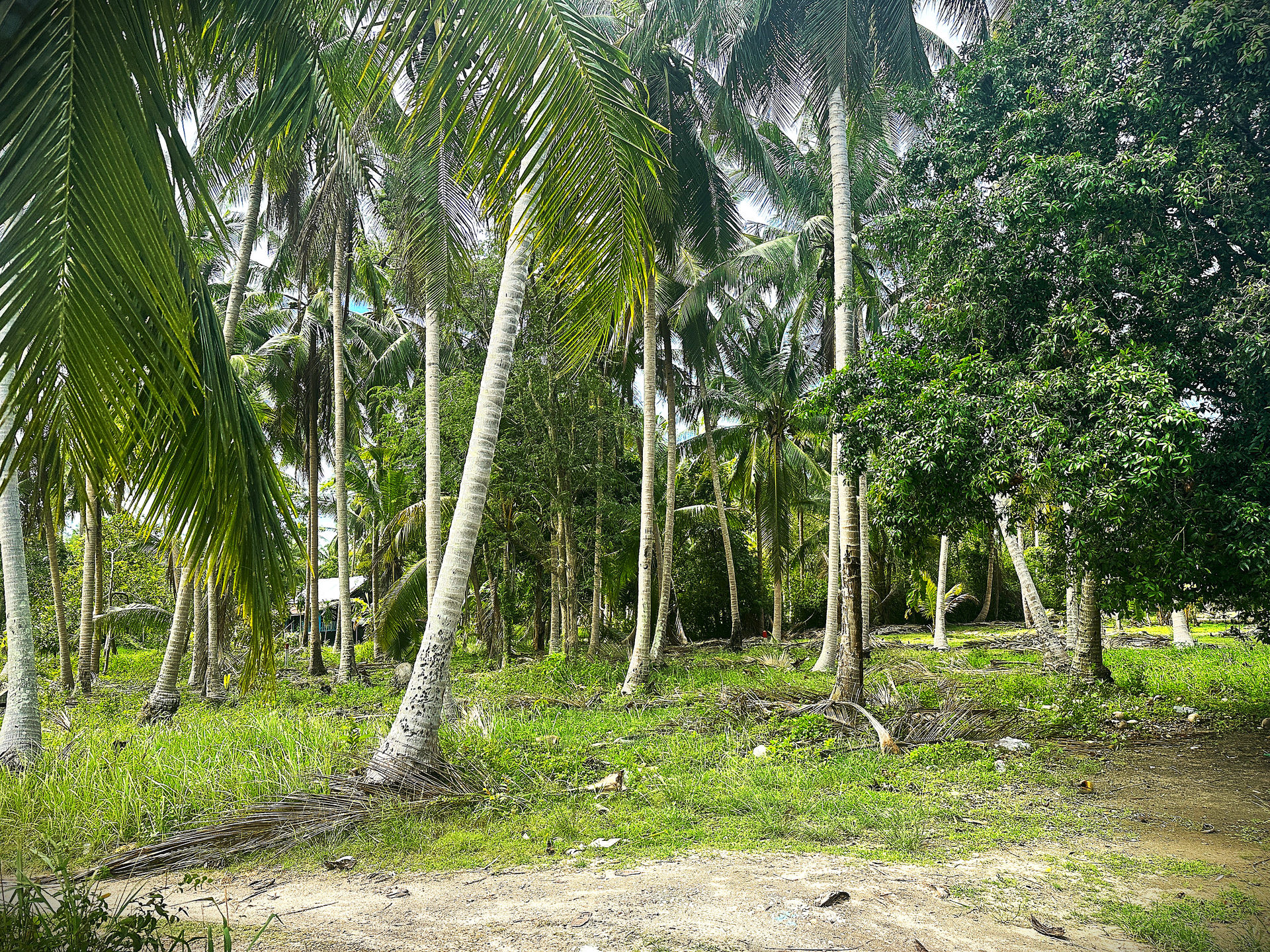 Land Plot 0003 | Coconut Grove